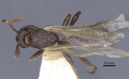 Myrmica lobicornis - CASENT0916910