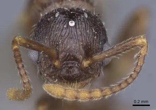 Myrmica lobicornis - CASENT0916910