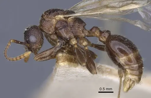 Myrmica lobicornis - CASENT0916910