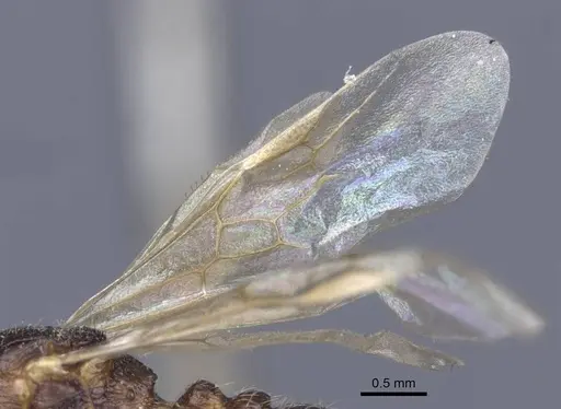 Myrmica lobicornis - CASENT0916910