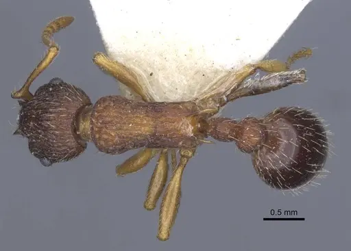 Myrmica lobicornis - CASENT0916911
