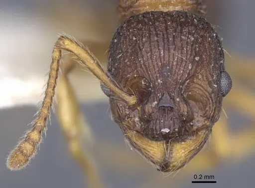 Myrmica lobicornis - CASENT0916911