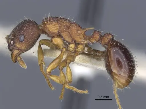 Myrmica lobicornis - CASENT0916911