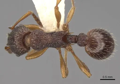 Myrmica lobicornis - CASENT0922774