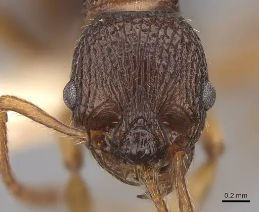 Myrmica lobicornis - CASENT0922774