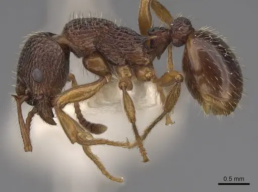 Myrmica lobicornis - CASENT0922774