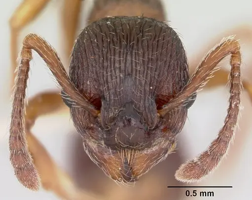 Myrmica lobifrons specimen