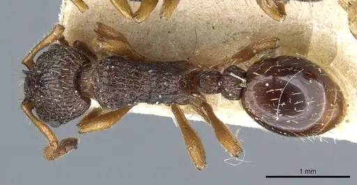 Myrmica lobulicornis specimen