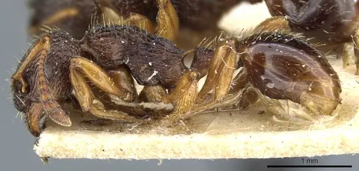 Myrmica lobulicornis specimen