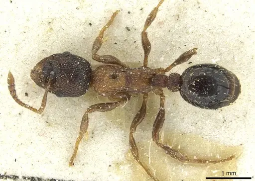 Myrmica lobulicornis - CASENT0913067