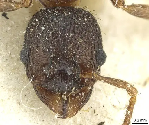 Myrmica lobulicornis - CASENT0913067