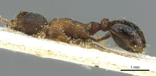 Myrmica lobulicornis - CASENT0913067