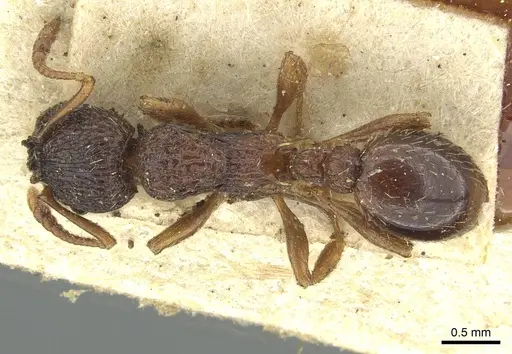 Myrmica lobulicornis - CASENT0913654