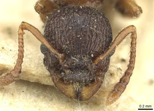 Myrmica lobulicornis - CASENT0913654