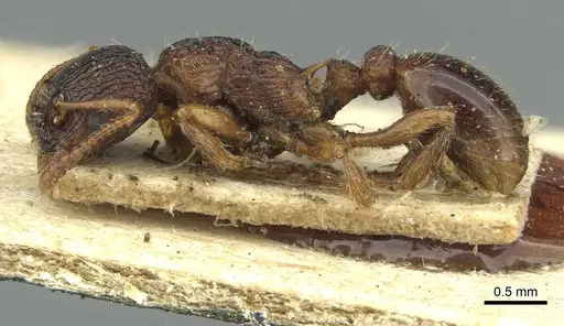 Myrmica lobulicornis - CASENT0913654