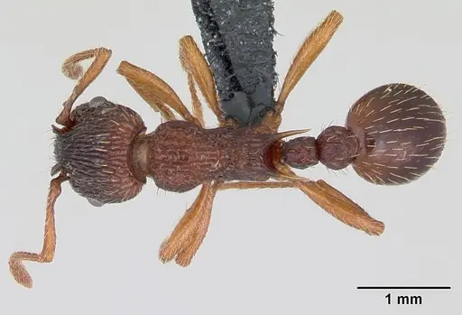 Myrmica lonae specimen