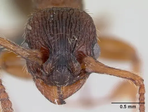 Myrmica lonae specimen