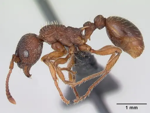 Myrmica lonae specimen