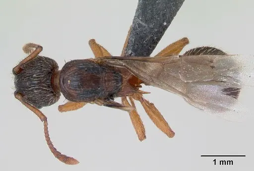 Myrmica lonae - CASENT0172753
