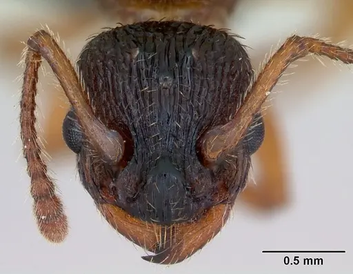 Myrmica lonae - CASENT0172753