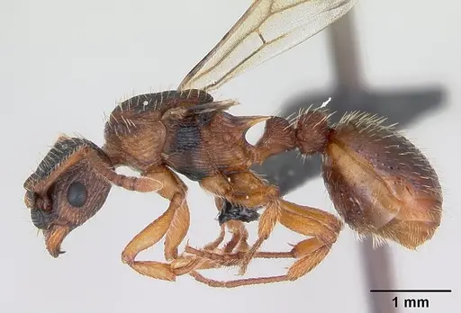 Myrmica lonae - CASENT0172753