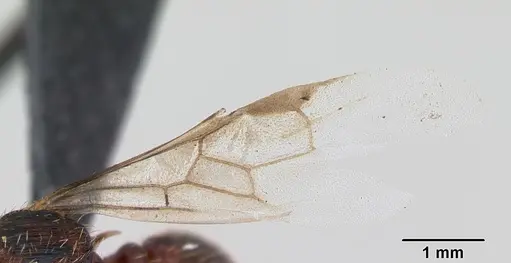 Myrmica lonae - CASENT0172753