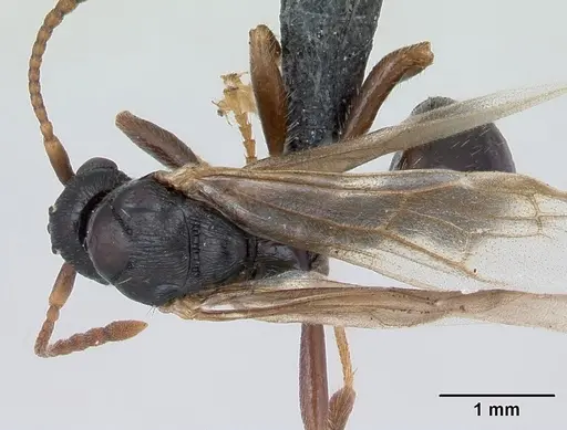 Myrmica lonae - CASENT0172754