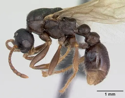 Myrmica lonae - CASENT0172754