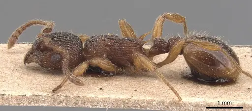 Myrmica lonae - CASENT0905771