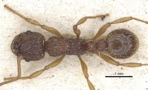 Myrmica lonae - CASENT0916886