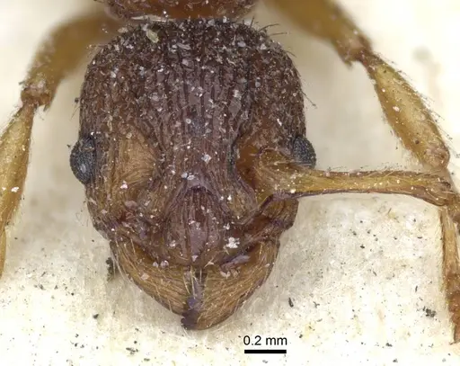 Myrmica lonae - CASENT0916886