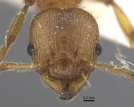 Myrmica luteola specimen