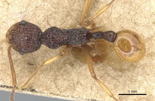 Myrmica margaritae specimen