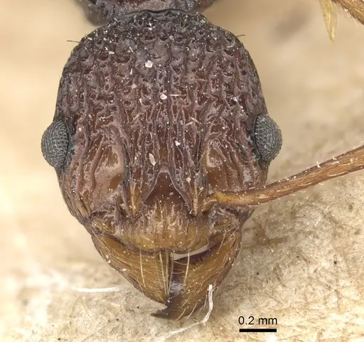 Myrmica margaritae specimen