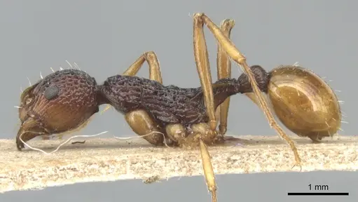 Myrmica margaritae specimen
