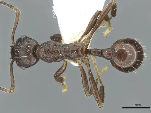 Myrmica martini specimen