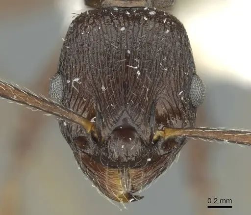 Myrmica martini specimen
