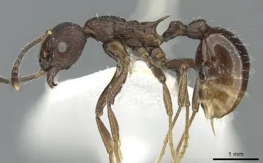 Myrmica martini specimen