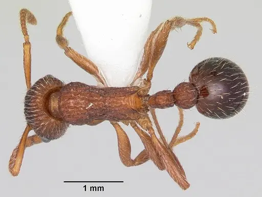 Myrmica mexicana specimen