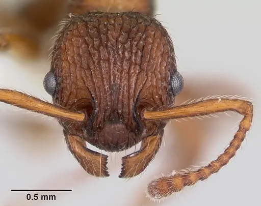 Myrmica mexicana specimen