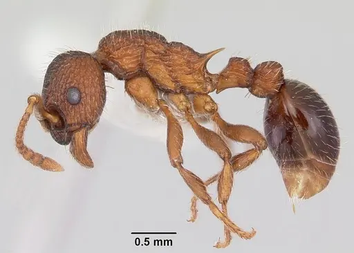 Myrmica mexicana specimen