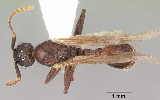 Myrmica mexicana - CASENT0104824