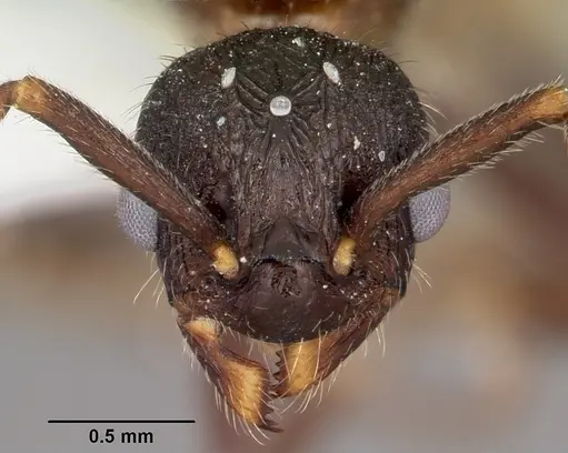 Myrmica mexicana - CASENT0104824