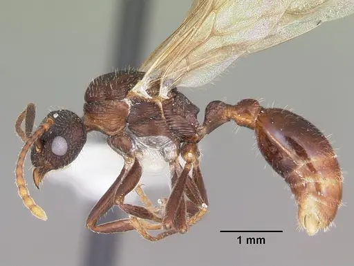 Myrmica mexicana - CASENT0104824