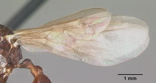 Myrmica mexicana - CASENT0104824
