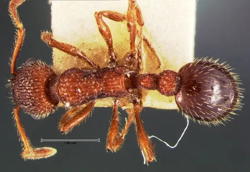 Myrmica mexicana - CASENT0105639