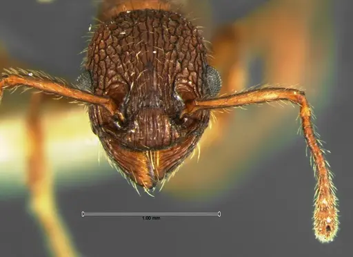 Myrmica mexicana - CASENT0105639