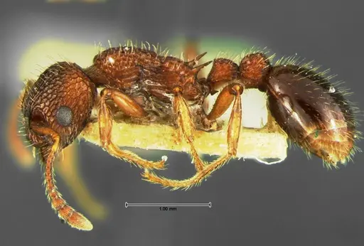 Myrmica mexicana - CASENT0105639