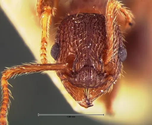 Myrmica mexicana - CASENT0105640