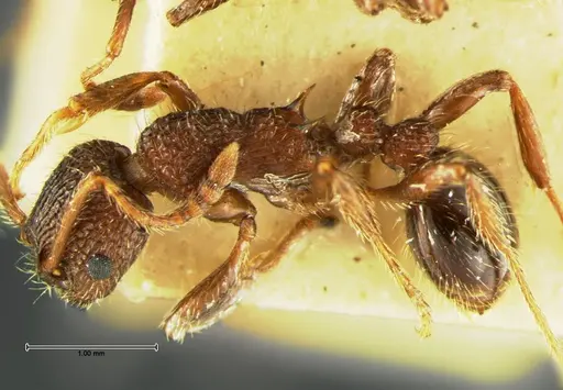 Myrmica mexicana - CASENT0105640